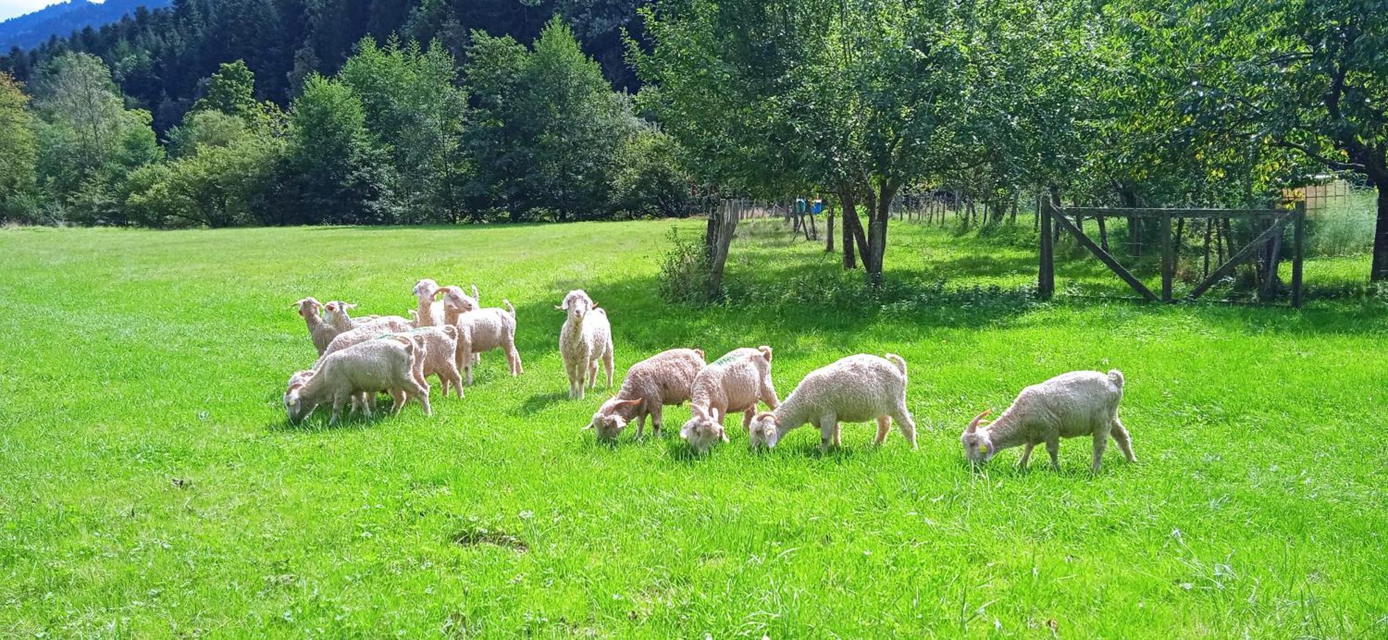 Au Mohair Des Alpy Fougax-et-Barrineuf 외부 사진